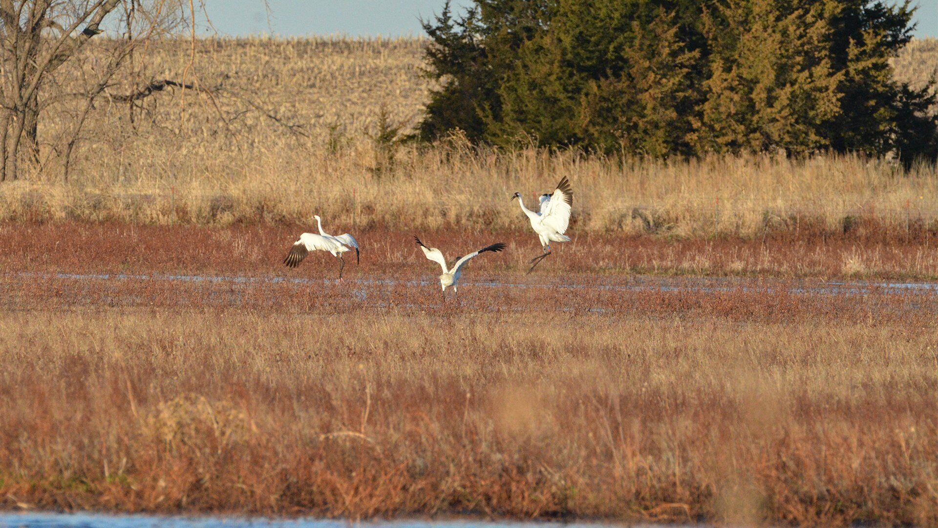 crane2